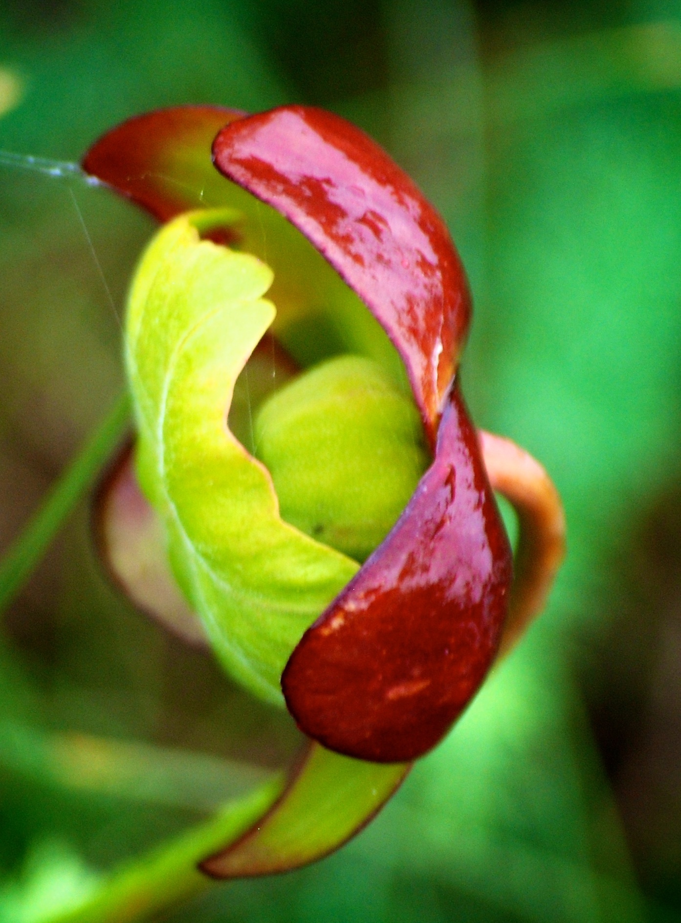 Exploring carnivorous plant habitats based on images from social media